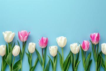 Wall Mural - beautiful row of tulips on vibrant blue background