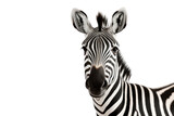 Fototapeta Konie - Zebra isolated on transparent and white background.PNG image.