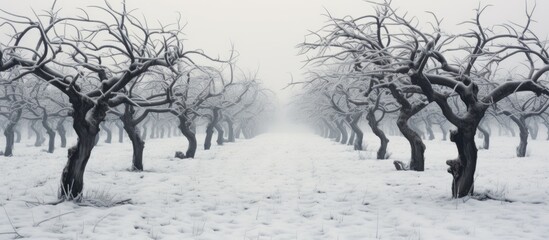 Poster - A row of trees in an apple orchard covered in a blanket of snow on a chilly winter day. The branches are laden with snow, creating a serene and picturesque scene.