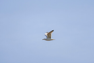 Wall Mural - the seagull in flight on a sunny day isolated on the background of the sky.