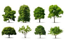 Set Of Green Trees Isolated On Whiteisolated On Transparent And White Background.PNG Image.