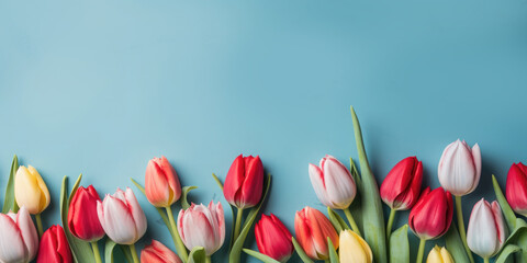  Bunch of colorful tulips on a blue background. Banner. Copy space for text