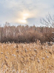 Wall Mural - Winter landscape across fields with frosty grass and bog frozen over with trees on horizon