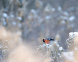 Fototapeta Krajobraz - gil żerujący zimą na suchych kwiatach nawłoci przyprószonych śniegiem