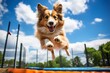border collie breed dog  jumping  at agility park on a sunny day. Canine training class.