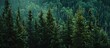 Aerial view of green forest of old spruce, fir and pine trees nature landscape. AI generated image