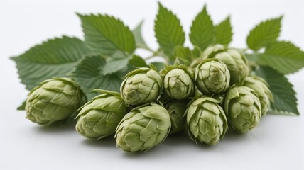 Wall Mural - Beer Hops Isolated On White Background