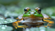 wildlife photography, authentic photo of a frog in natural habitat, taken with telephoto lenses, for relaxing animal wallpaper and more