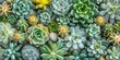 Closeup of various stylish cactus plants creating a trendy pattern. Concept Cactus Collection, Trendy Decor, Stylish Plants, Closeup Photography, Pattern Design