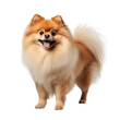 Pomeranian dog standing isolated on a transparent background, looking friendly and playful.