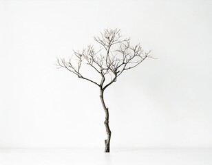 Wall Mural - Tree dead isolated on white.