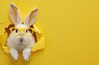 An endearing image of a rabbit popping out from a yellow paper background expressing curiosity and fun