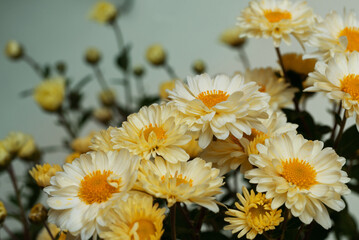 Wall Mural - Blooming white chrysanthemum flowers in a bouquet