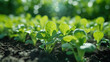 Lush lettuce seedlings bask in the golden sunlight, showcasing the beauty of sustainable agriculture and fresh produce cultivation in a serene field