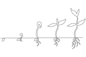 Wall Mural - Continuous single line art drawing of plant growth processing from seed outline vector