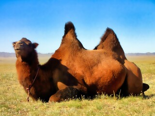 Canvas Print - Southern Mongolia