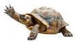 An African spurred tortoise stretching its leg and neck, isolated on white with intricate shell patterns and textures clearly visible