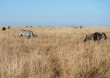 Fototapeta Sawanna - Zebra in the Savanna of Kenya