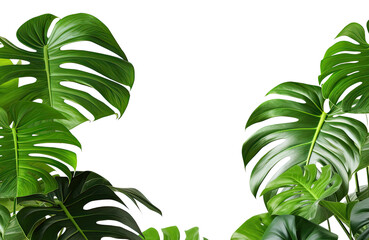 Wall Mural - Tropical leaves foliage plant bush floral arrangement nature backdrop isolated on transparent background, clipping path included. square frame.