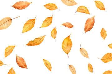 Wall Mural - Autumn fall banner with falling maple leaves . Flying color leaves,. isolated on transparent background . PNG, cutout, or clipping path.	
