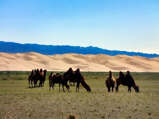 Poster - Southern Mongolia