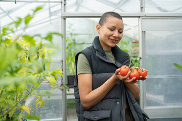 Wall Mural - Portrait of smiling woman holding tomatoes in greenhouse