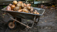 A Wheelbarrow Filled With Freshly Dug Potatoes Their Brown Skins Glistening With Moisture.
