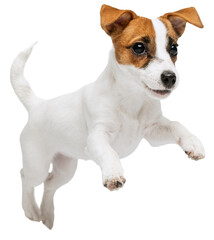 Wall Mural - Portrait of cute playful puppy of Jack Russell Terrier jumping in motion against transparent background. Dog looks happy and graceful. Concept of motion, beauty, vet, breed, pets, animal life.