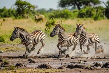A Magnificent Herd Of Zebras Gallops Through The Savanna, Their Black And White Stripes Blending With The Grass And Plants Of The Rugged Terrain