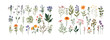 A Diverse Collection of Hand-Drawn Wildflowers Featuring Various Species and Colors, Ideal for Educational and Decorative