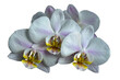 Phalaenopsis amabilis white orchid isolated on transparent background. PNG
