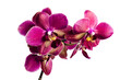 Pink orchid on transparent background. PNG