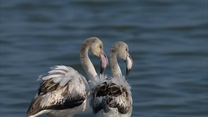 Poster - Two young Greater Flamingos standing in the water