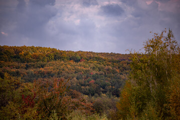 Wall Mural - A beautiful autumn landscape with a huge colorful forest. Astonishing view into the woods colored in golden and yellow during fall season