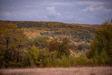 Wall Mural - A beautiful autumn landscape with a huge colorful forest. Astonishing view into the woods colored in golden and yellow during fall season