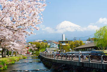 Fujinomiya city landscape view of Fuji mountain againt cloudy blue sky with cherry blossoms foreground. Famous travel destination at Fujisan Hongu Sengen Taisha. Shizuoka, Japan