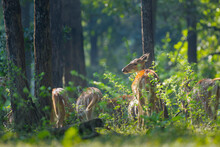 Herd F Spotted Deer In The Golden Light At Pench National Forest