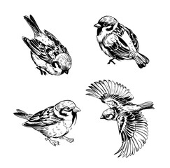 Wall Mural - sparrow, bird, set,sketch illustration, hand drawn, black outline, engraving style