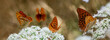  Kaisermantel oder Silberstrich (Argynnis paphia) viele Schmetterlinge auf Blüten, Panorama 