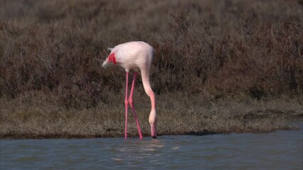 Poster - A Greater Flamingo walking in the water looking for food