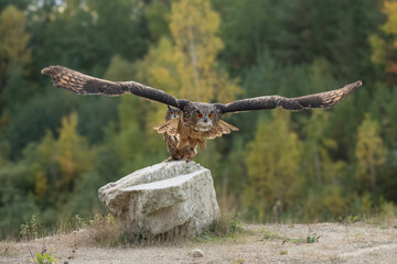 Wall Mural - the great eagle owl (bubo bubo) is a large species of owl in the strigidae family. it is the largest
