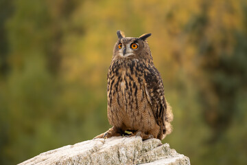 Wall Mural - the great eagle owl (bubo bubo) is a large species of owl in the strigidae family. it is the largest