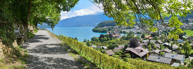 Wall Mural - idyllic hiking trail above Rebberg vineyard, view to historic castle Spiez and lake Thunersee, recreational place switzerland