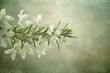 fresh rosemary herb in bloom with a shiny background