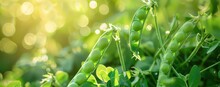 Green Peas With Bokeh Background In A Field, Light Gold And Yellow, Ethereal Abstract, Color Photography, Lens Flares