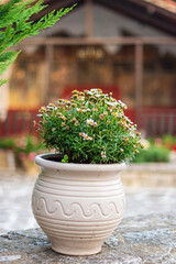 Poster - flowers in a pot