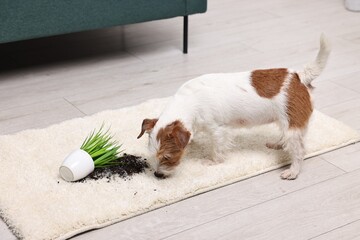 Sticker - Cute dog near overturned houseplant on rug indoors