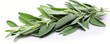 © Simona - Fresh sage on a white background.