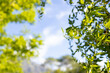 © Wavebreak Media - Sunlight filters through vibrant green leaves against a clear blue sky with copy space