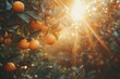 Close-up of ripe oranges on a tree, bathed in the warm glow of the setting sun, highlighting the freshness of the fruit.